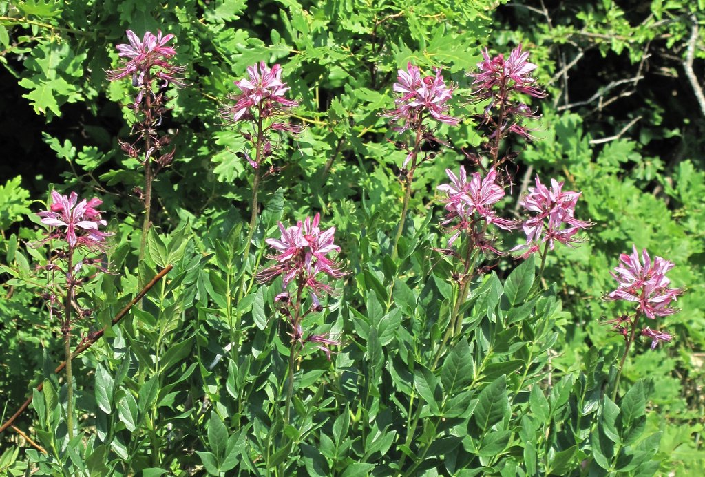 Dictamnus albus
